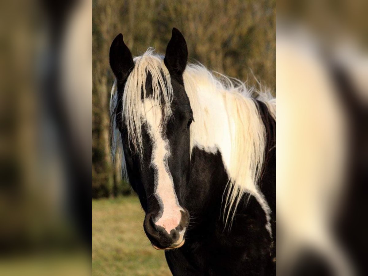 Paint-häst Sto 5 år 160 cm Tobiano-skäck-alla-färger in Saillenard