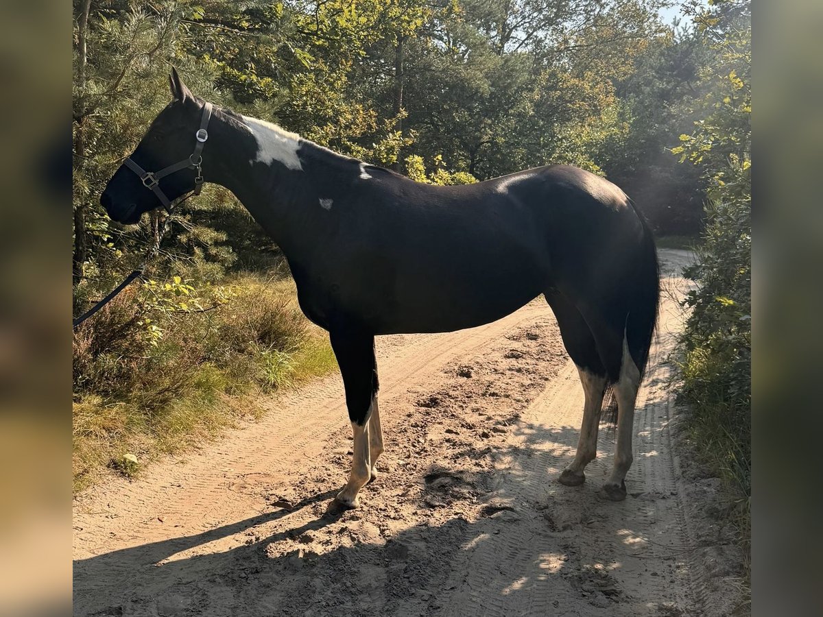 Paint-häst Sto 6 år 148 cm Svart in Midwolde