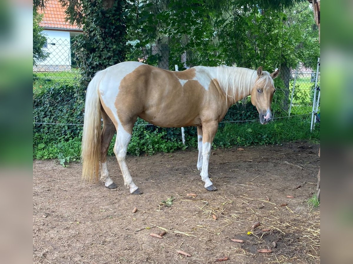 Paint-häst Sto 8 år 148 cm Pinto in Ossmannstedt