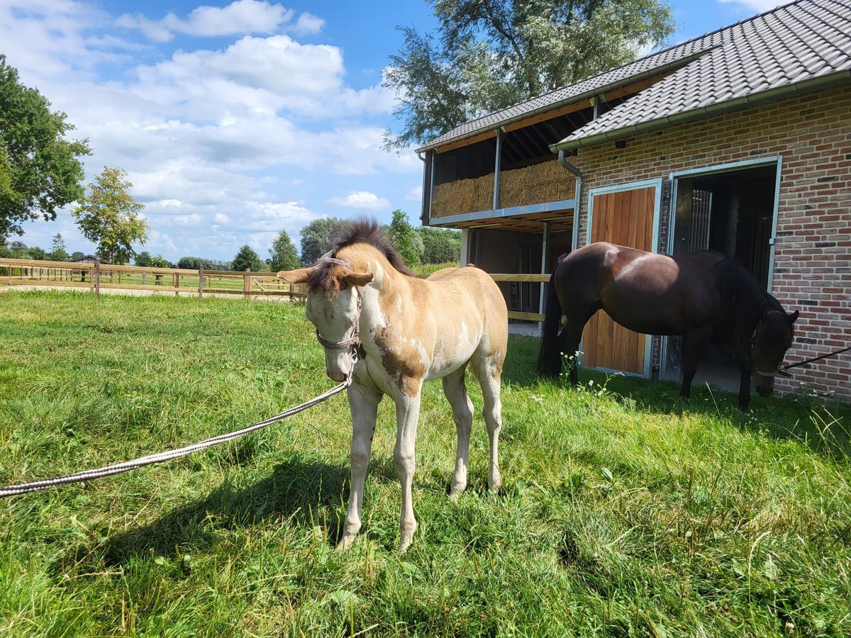 Paint-häst Sto Föl (06/2024) 155 cm Overo-skäck-alla-färger in Kalken