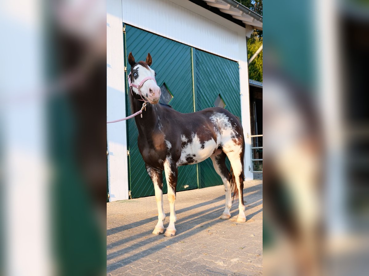 Paint-häst Valack 10 år 154 cm Overo-skäck-alla-färger in Reichshof