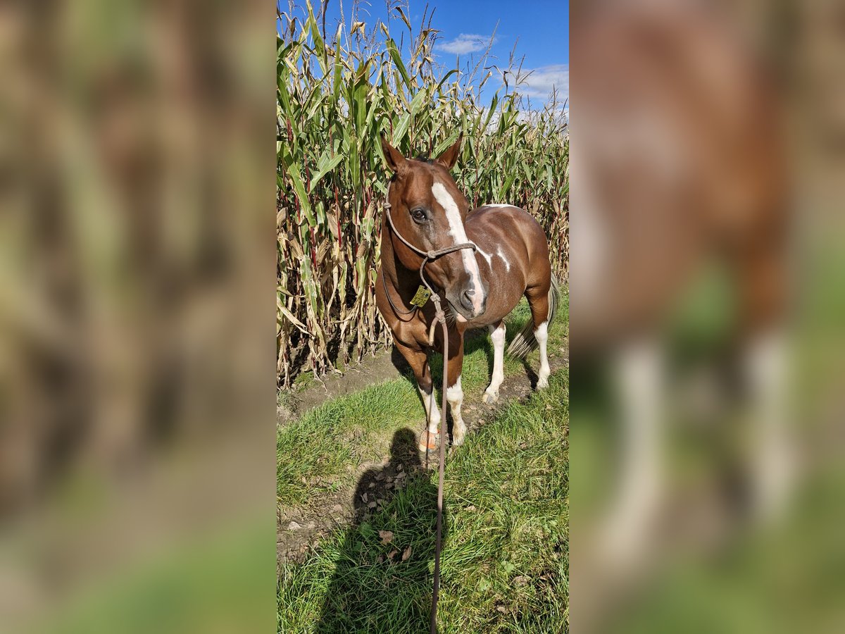 Paint-häst Blandning Valack 11 år 148 cm Pinto in Datteln