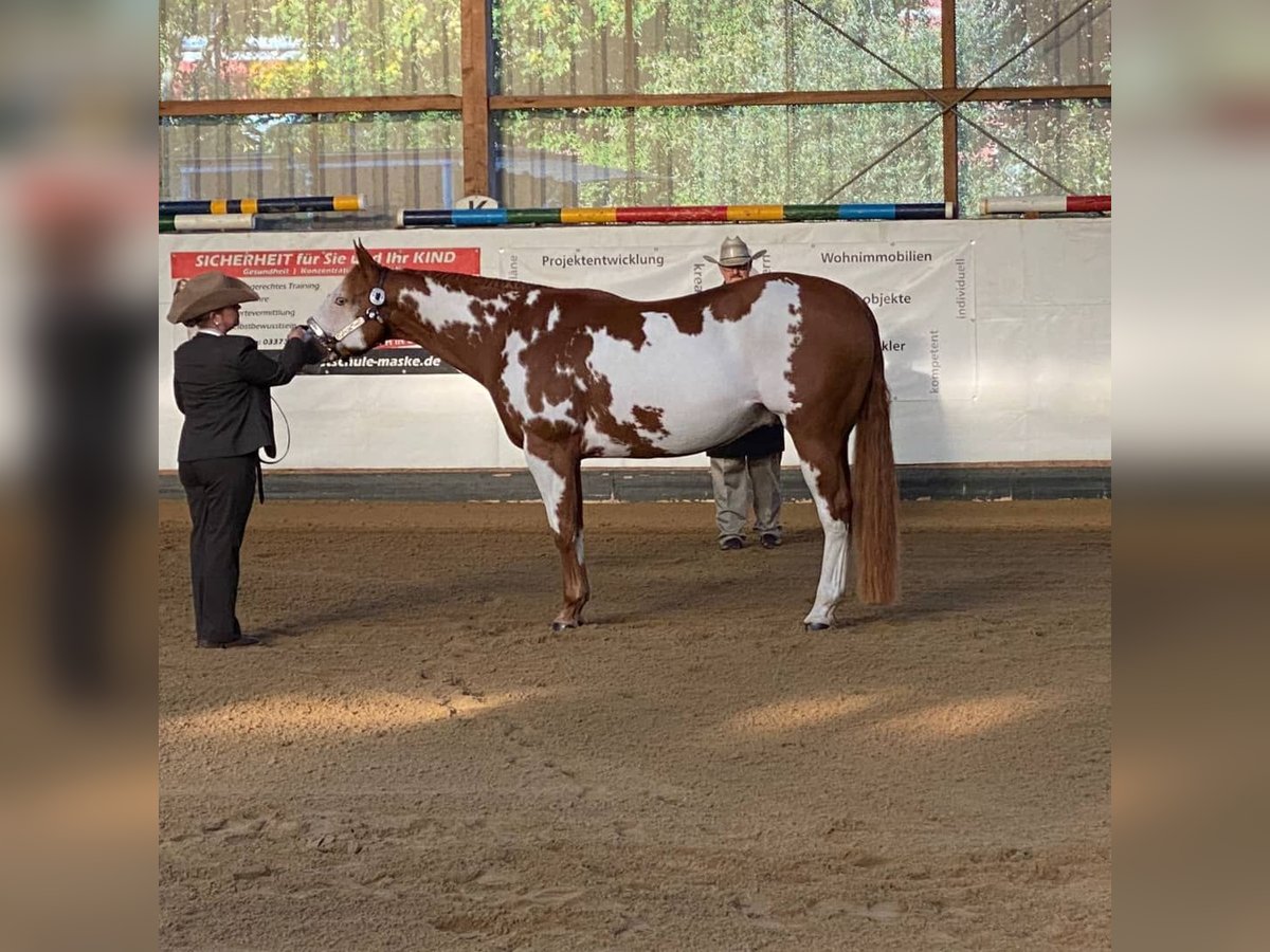 Paint-häst Valack 11 år 162 cm Overo-skäck-alla-färger in Großbeeren