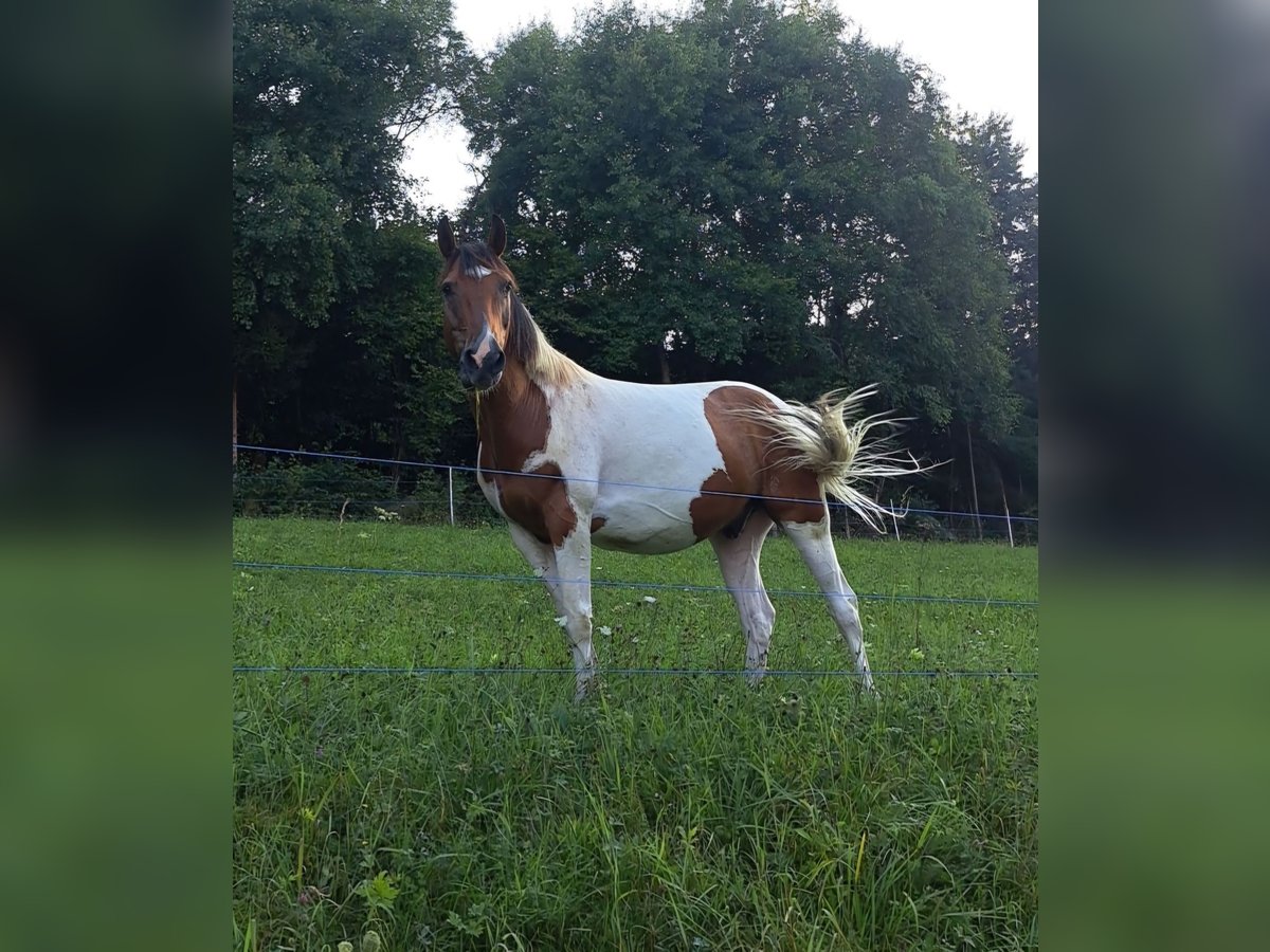 Paint-häst Blandning Valack 12 år 165 cm Pinto in Hermagor-Pressegger See