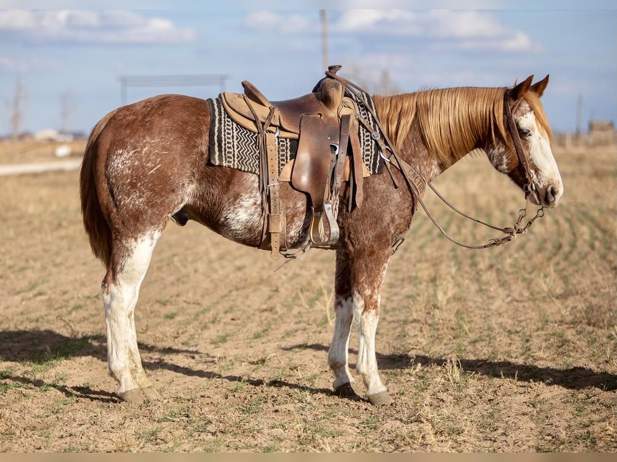 Paint-häst Valack 12 år in Amarillo,TX