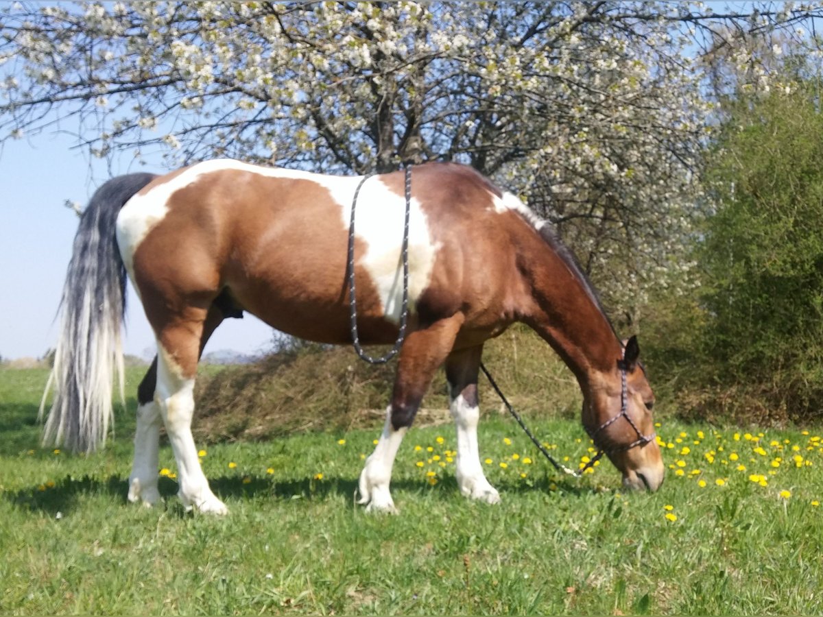 Paint-häst Valack 14 år 150 cm Tobiano-skäck-alla-färger in Metzingen