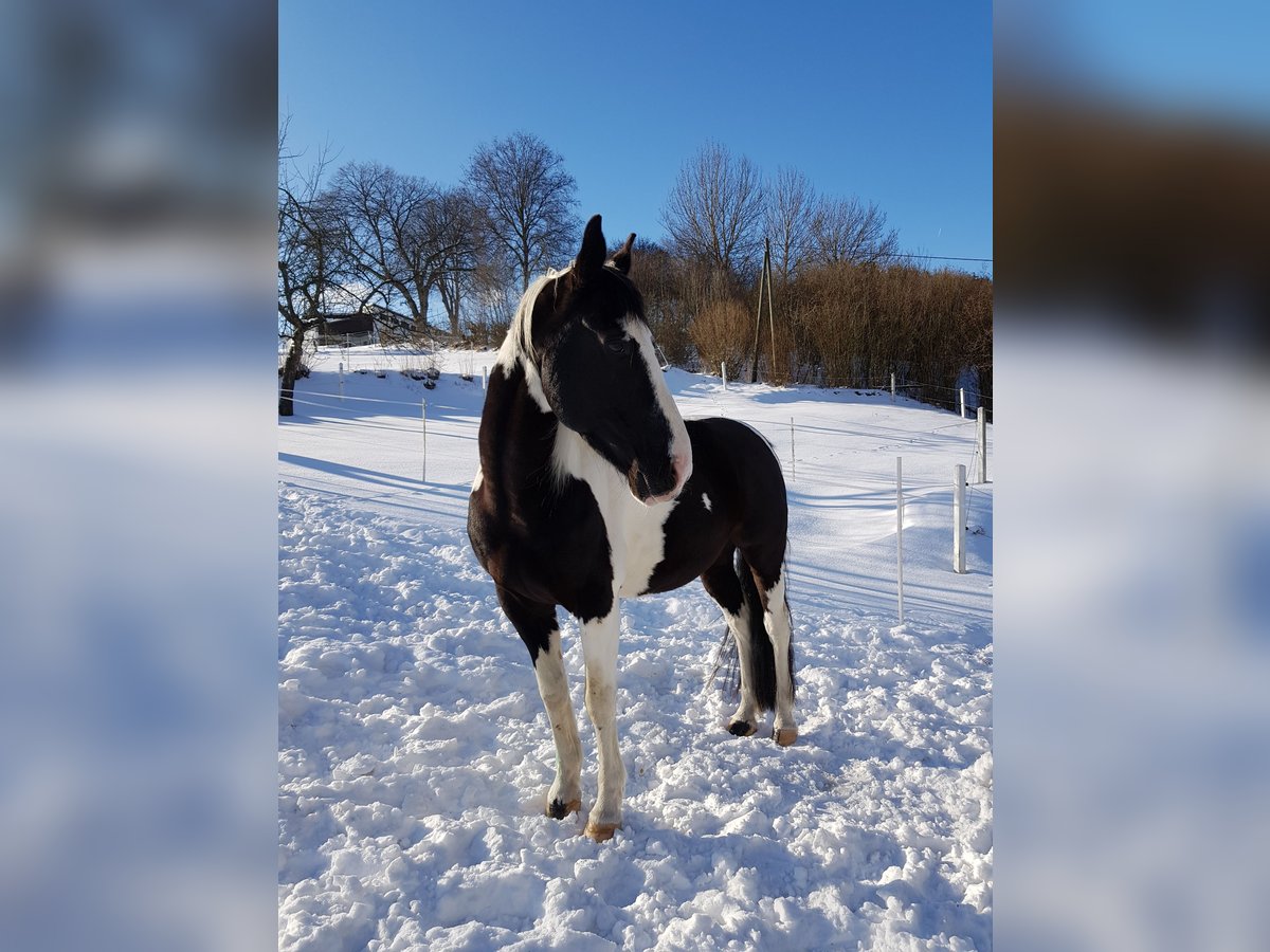 Paint-häst Valack 15 år 159 cm Pinto in Bad Berleburg