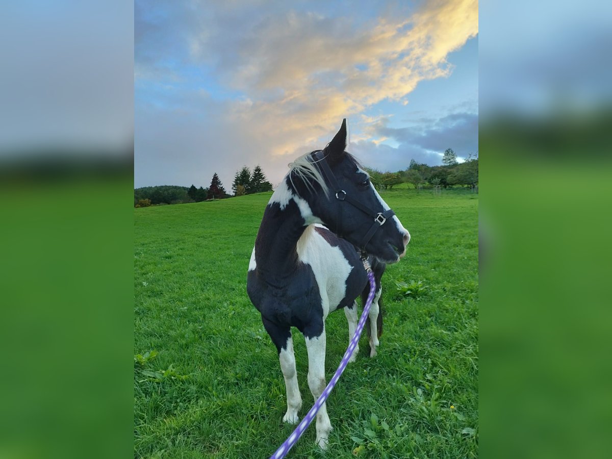 Paint-häst Valack 15 år 160 cm Pinto in Bad Berleburg