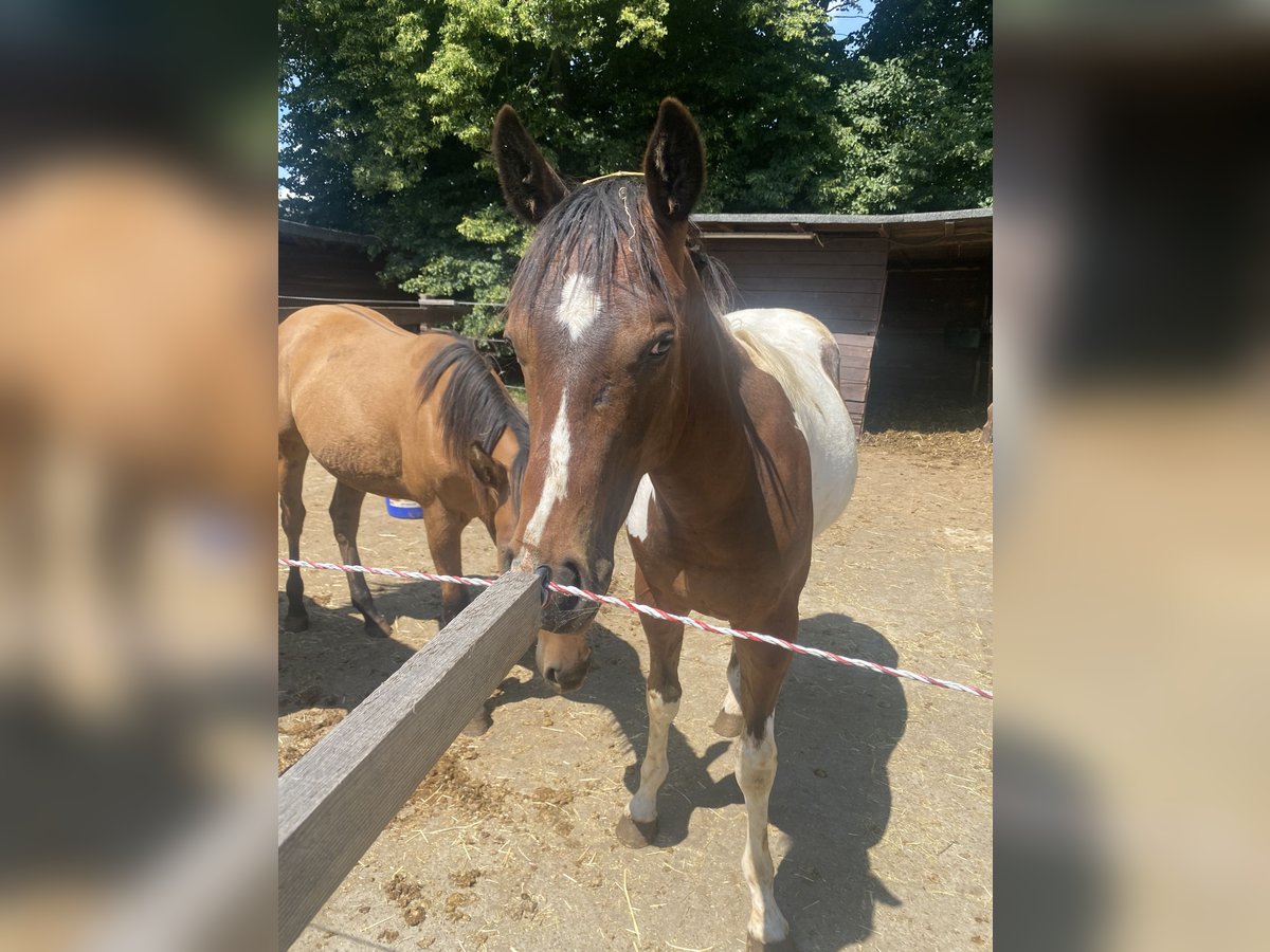 Paint-häst Valack 1 år 152 cm Tobiano-skäck-alla-färger in Bergkamen