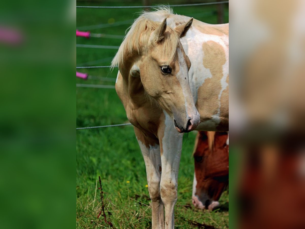 Paint-häst Valack 1 år 153 cm Tobiano-skäck-alla-färger in Hellenthal