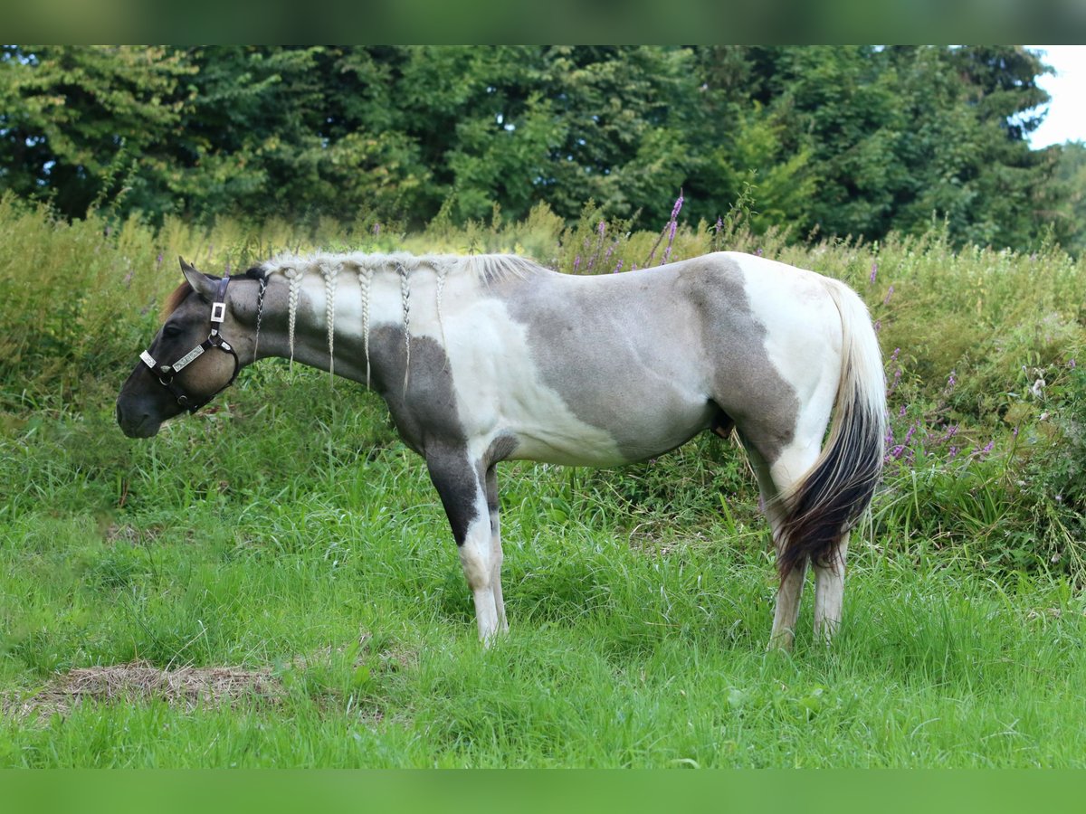 Paint-häst Valack 2 år 160 cm Tobiano-skäck-alla-färger in Greifenstein