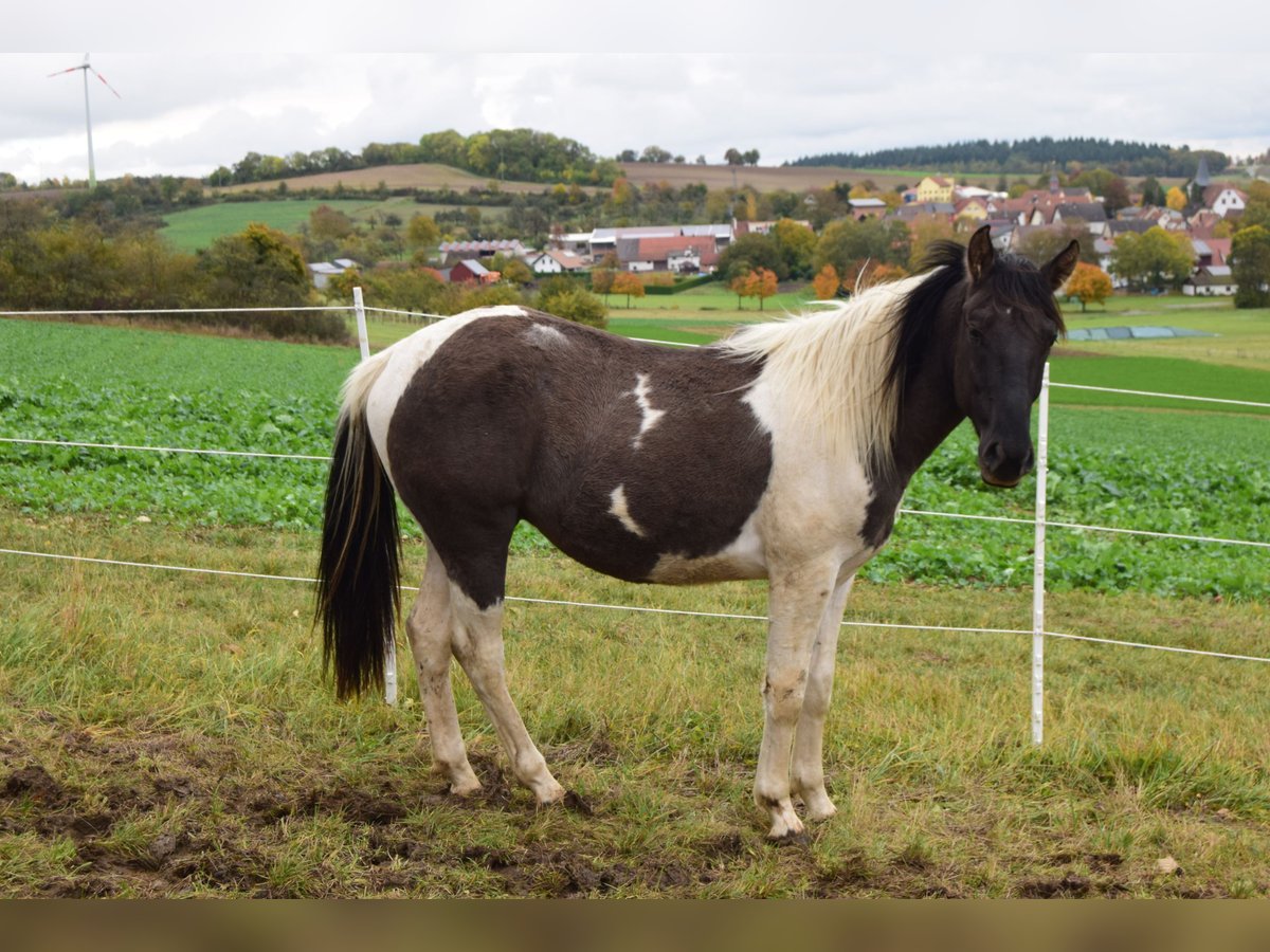 Paint-häst Valack 3 år 143 cm Black in Ahorn