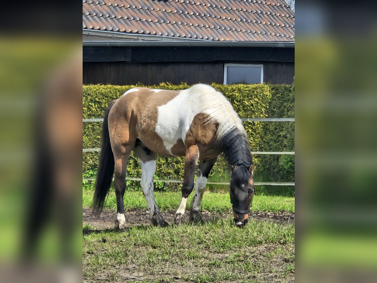 Paint-häst Blandning Valack 3 år 150 cm Tobiano-skäck-alla-färger in Gägelow