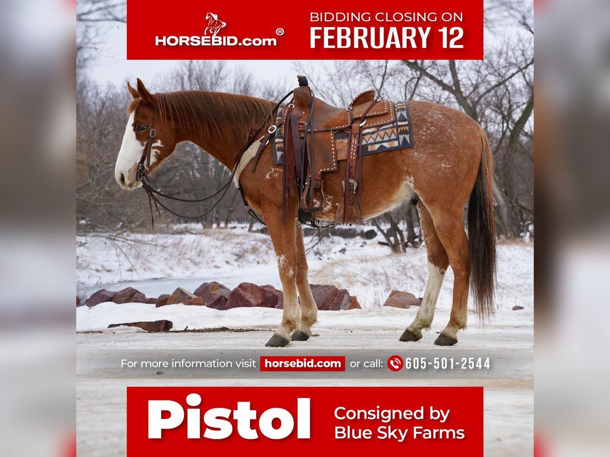 Paint-häst Valack 6 år 152 cm Rödskimmel in Sioux Falls