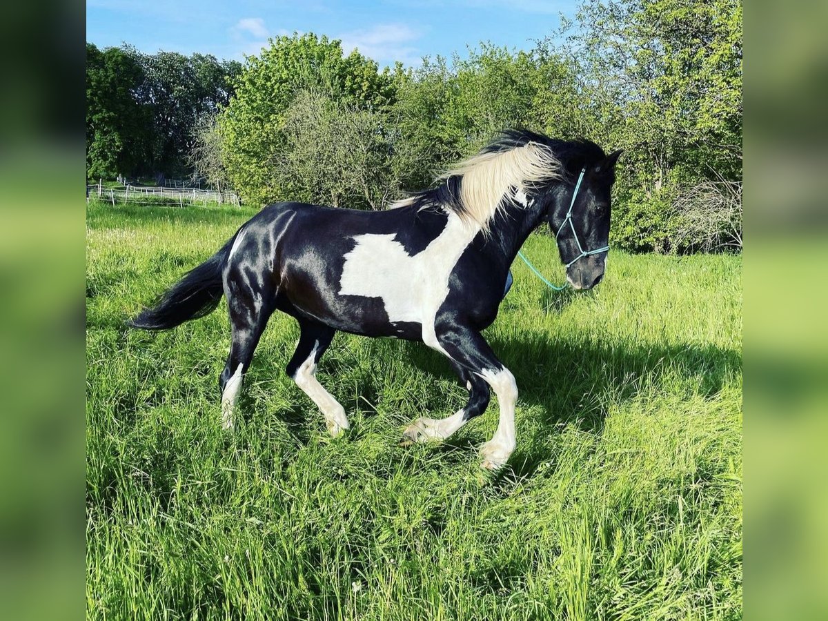 Paint-häst Blandning Valack 6 år 153 cm Tobiano-skäck-alla-färger in Horsmar