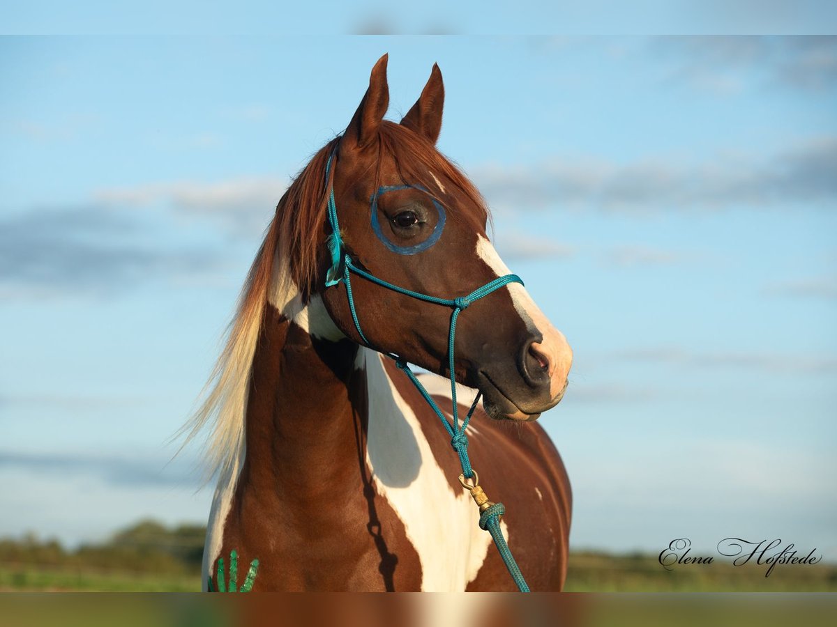 Paint-häst Blandning Valack 6 år 160 cm Pinto in Postfeld