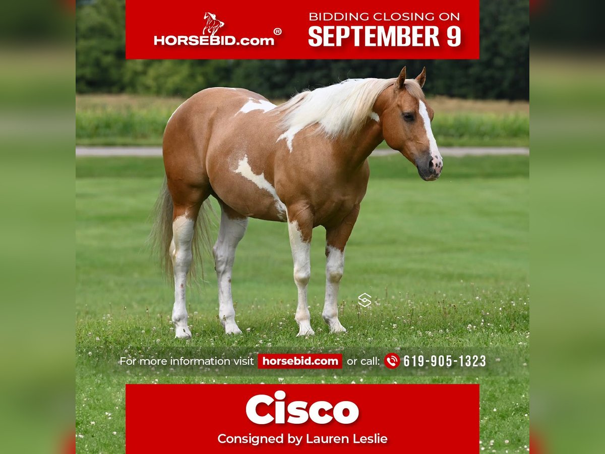 Paint-häst Valack 7 år 150 cm Palomino in Randolph, MN