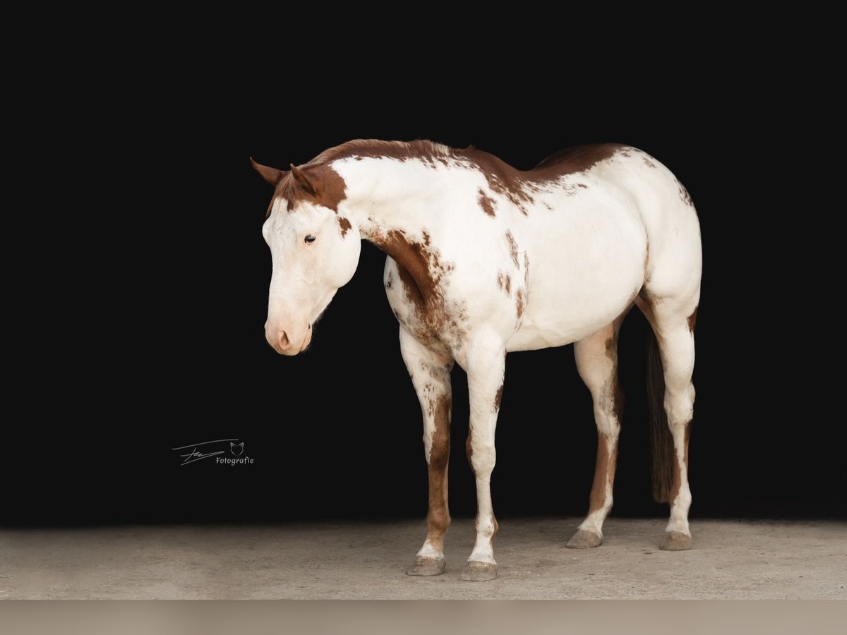 Paint-häst Valack 7 år 154 cm Overo-skäck-alla-färger in Solothurn