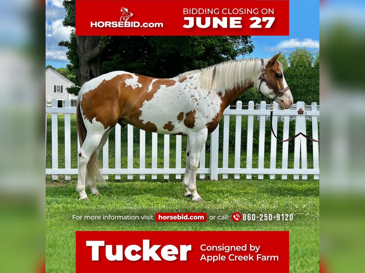 Paint-häst Valack 7 år 157 cm in Northfield, MA
