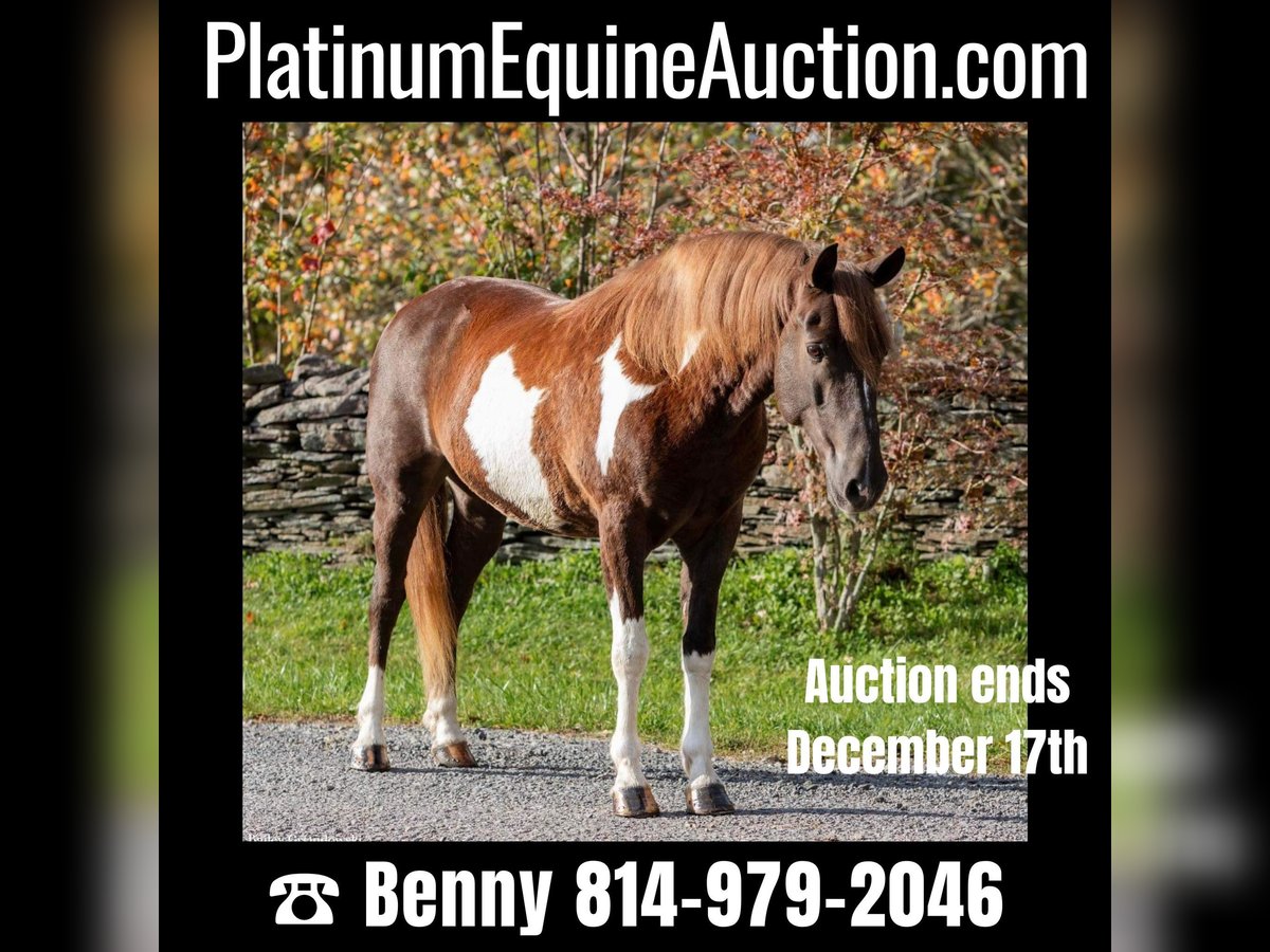 Paint-häst Valack 8 år 140 cm Tobiano-skäck-alla-färger in Everett PA