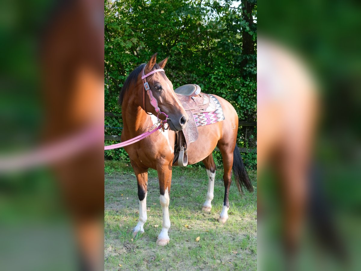 Paint-häst Valack 8 år 152 cm Tobiano-skäck-alla-färger in Reichshof