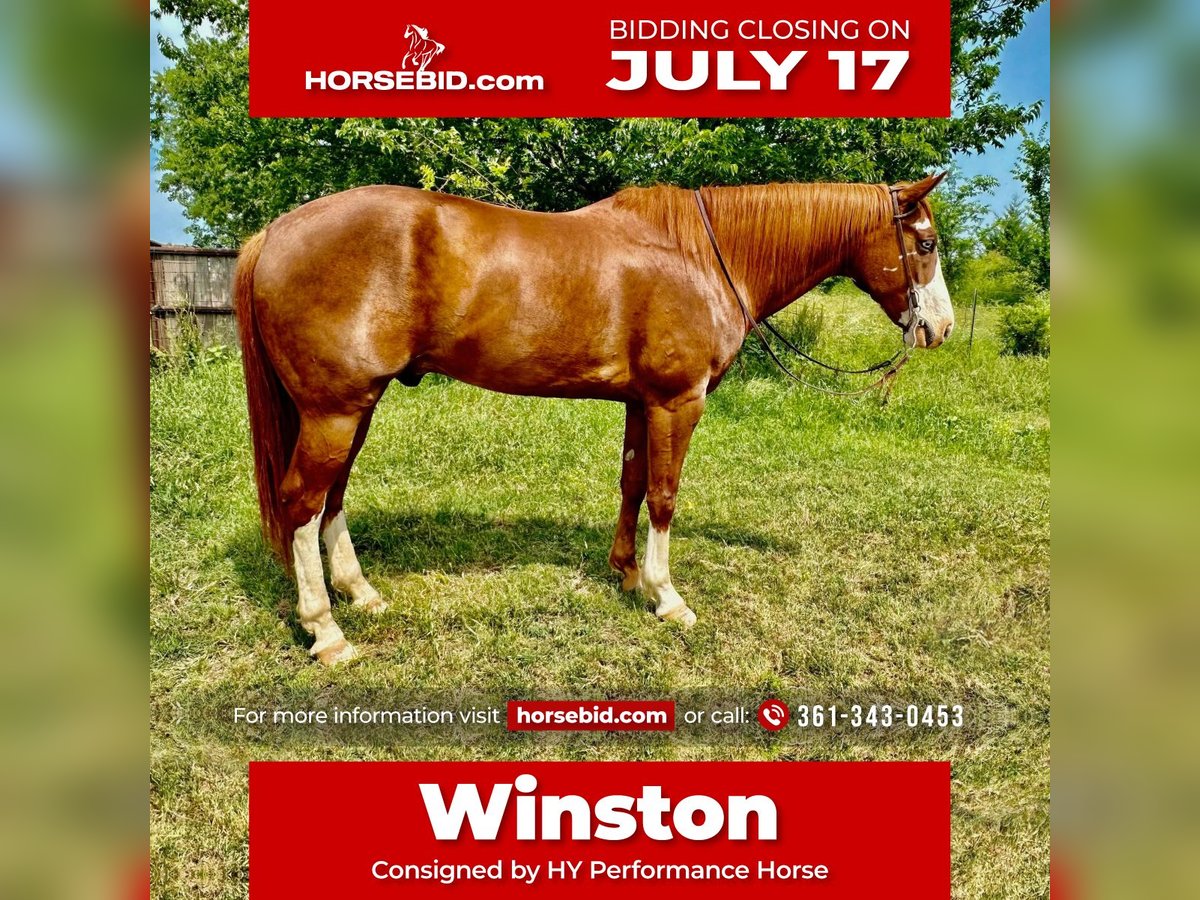 Paint-häst Valack 9 år 160 cm Fux in Gainesville, TX