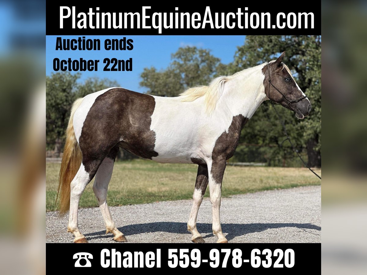 Paint Horse Caballo castrado 10 años 135 cm Tobiano-todas las-capas in Byers TX