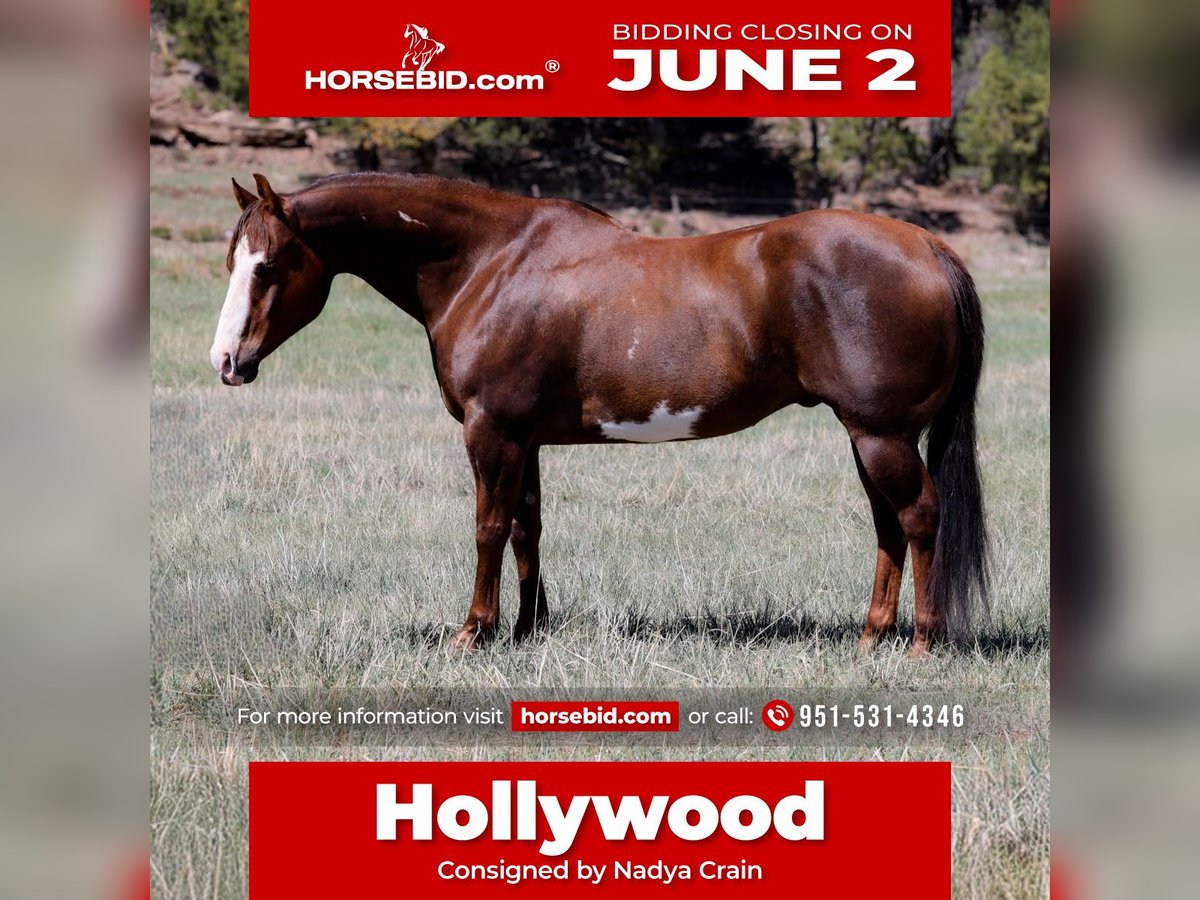 Paint Horse Caballo castrado 10 años 152 cm in Camp Verde, AZ