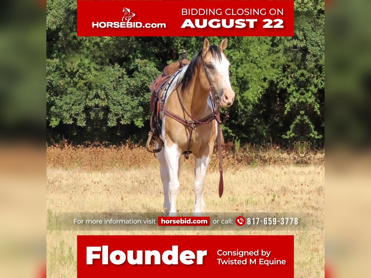 Paint Horse Mestizo Caballo castrado 10 años 155 cm in Pilot Point, TX