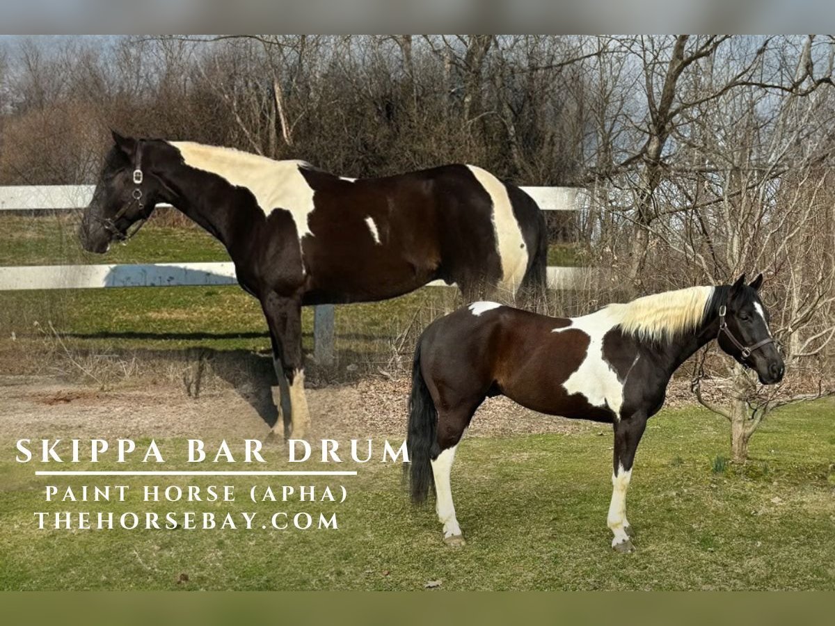 Paint Horse Caballo castrado 10 años 157 cm Tobiano-todas las-capas in Chaska, MN