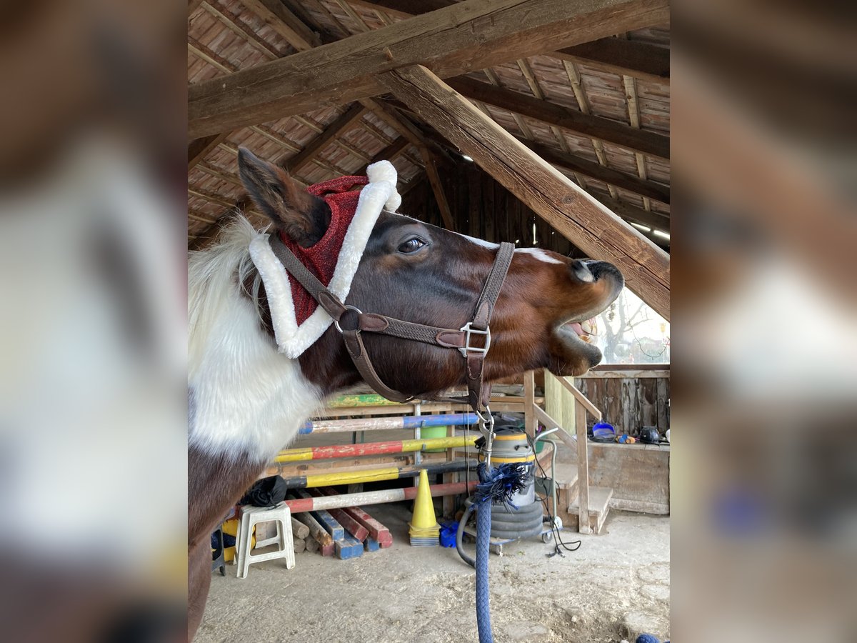 Paint Horse Caballo castrado 11 años 146 cm Tobiano-todas las-capas in Schiltern