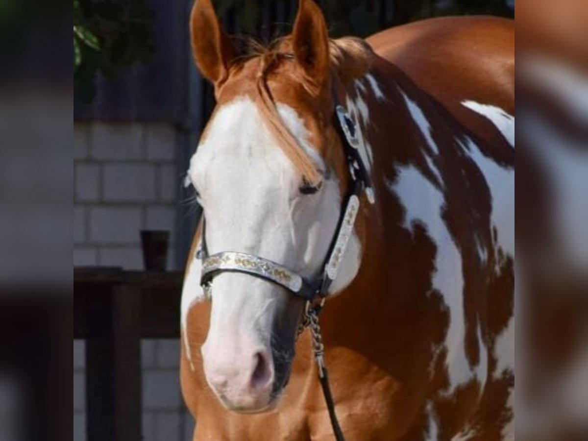 Paint Horse Caballo castrado 11 años 162 cm Overo-todas las-capas in Großbeeren