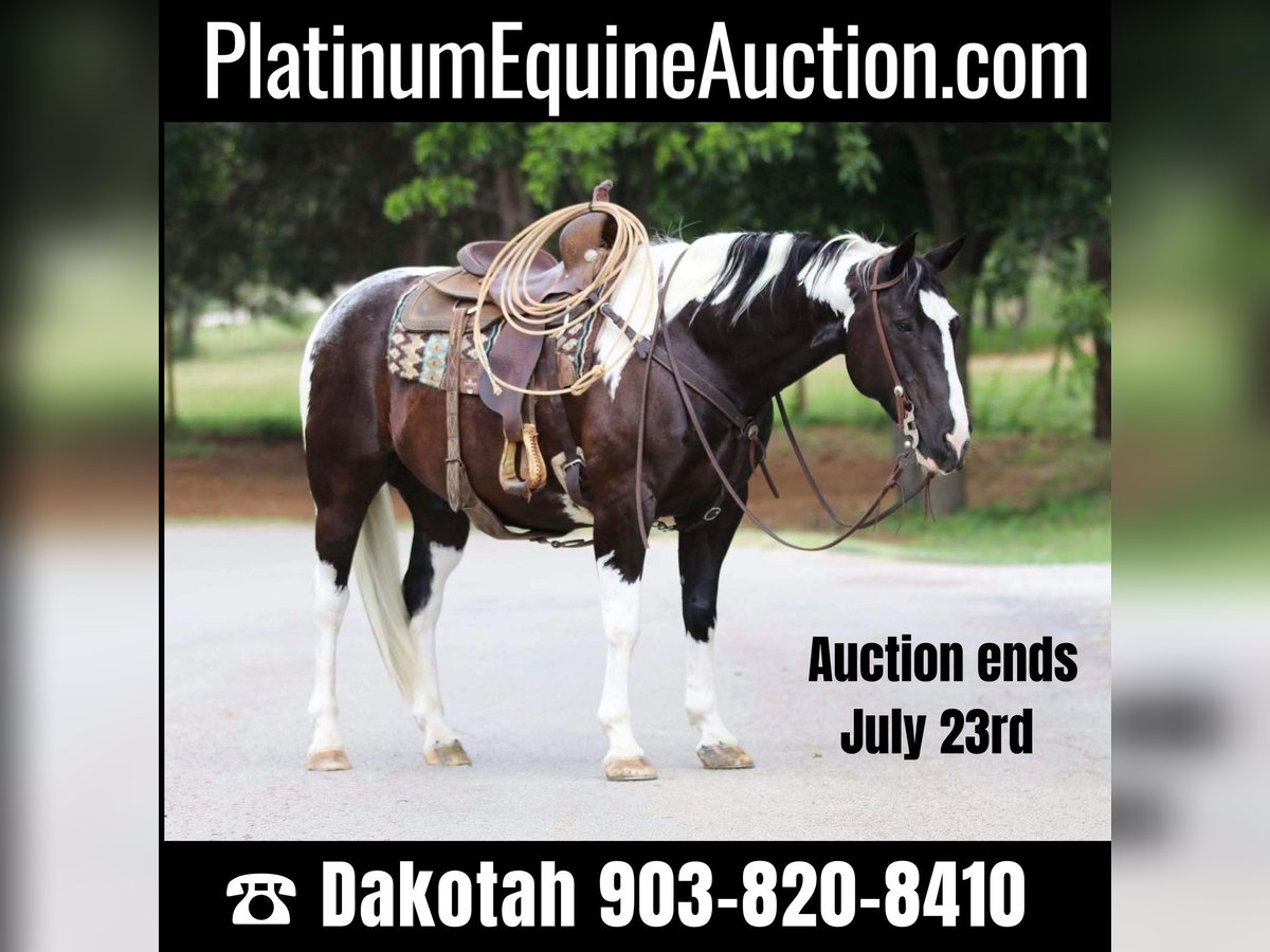 Paint Horse Caballo castrado 12 años 152 cm Tobiano-todas las-capas in Cleburne TX