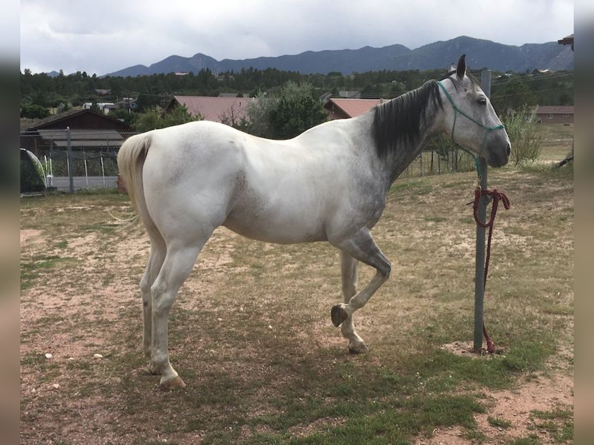 Paint Horse Caballo castrado 12 años 61 cm Tordo in Monument