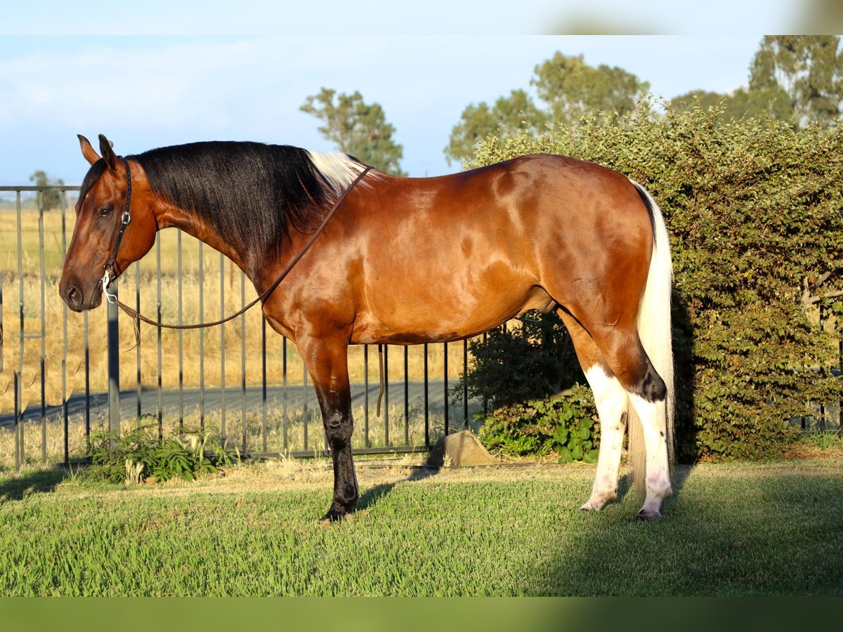 Paint Horse Caballo castrado 12 años Tobiano-todas las-capas in Pleasant Grove CA