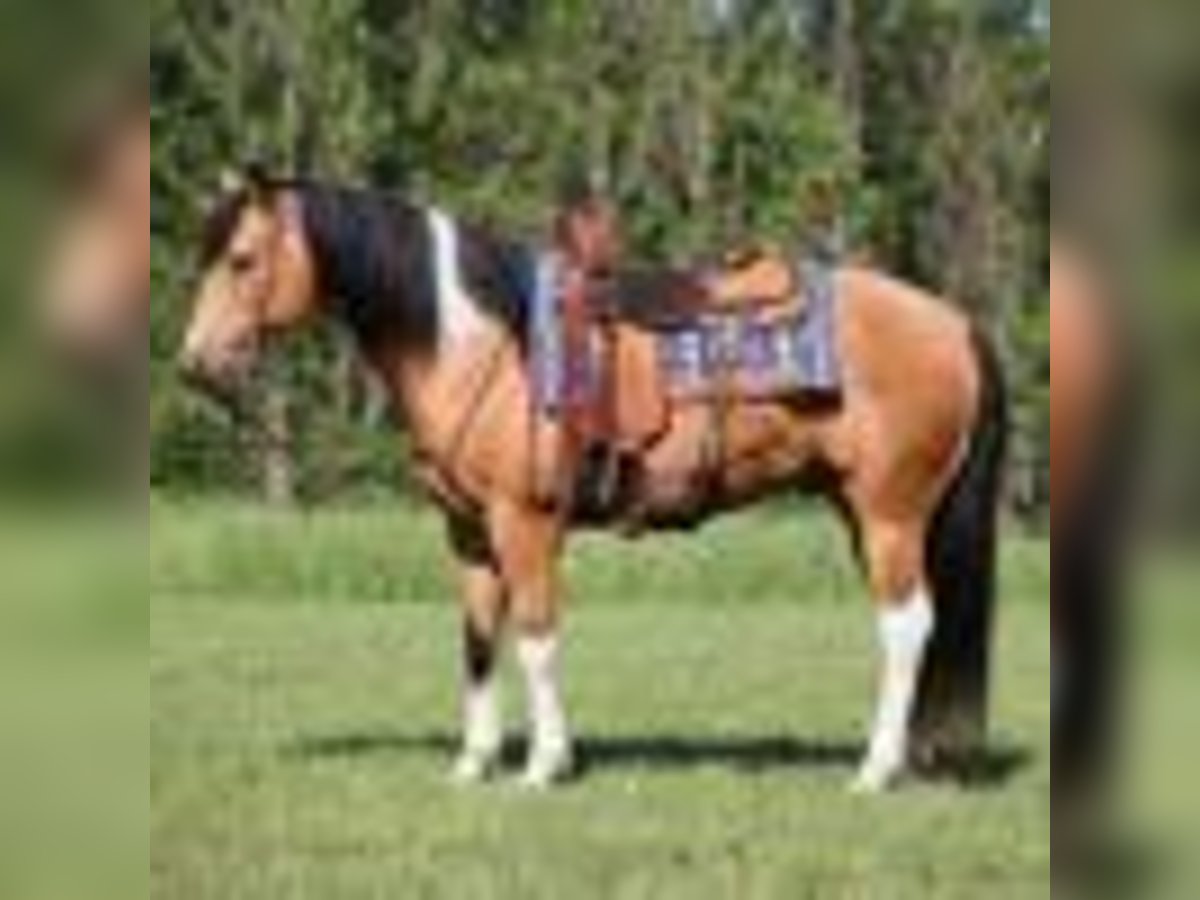 Paint Horse Caballo castrado 13 años 150 cm Buckskin/Bayo in Mount Vernon, KY