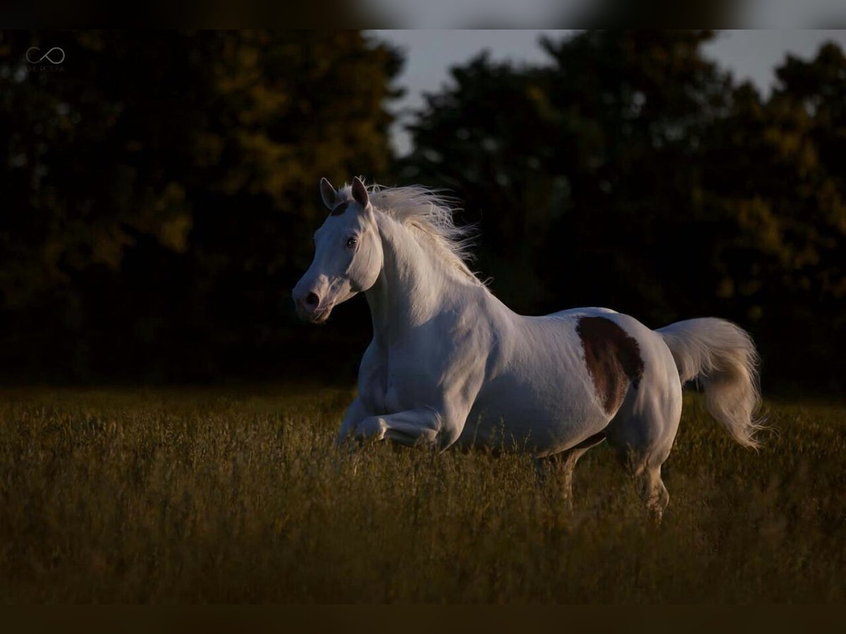 Paint Horse Caballo castrado 14 años 151 cm White/Blanco in Mönchengladbach