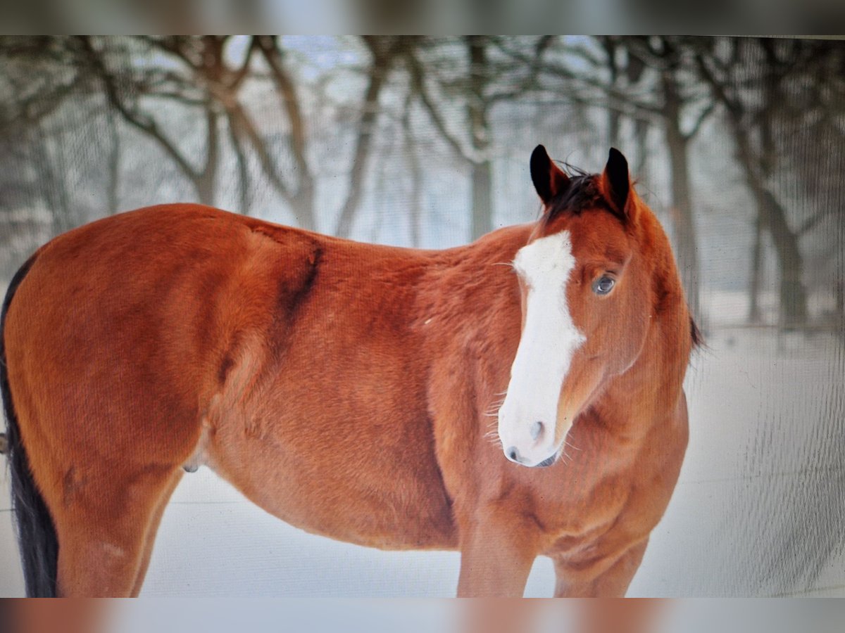 Paint Horse Caballo castrado 15 años 160 cm Castaño in Wettmar Paint Horse Caballo castrado 15 años 160 cm Castaño in Wettmar