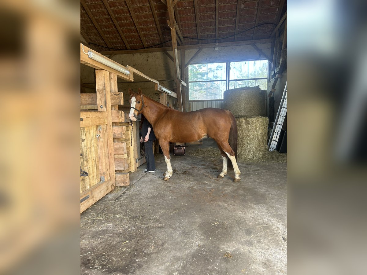 Paint Horse Caballo castrado 17 años 150 cm Alazán in Visselhövede