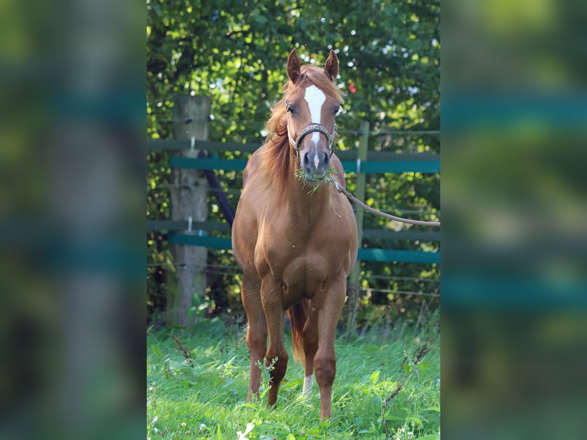 Paint Horse Caballo castrado 1 año 150 cm Alazán in Hellenthal