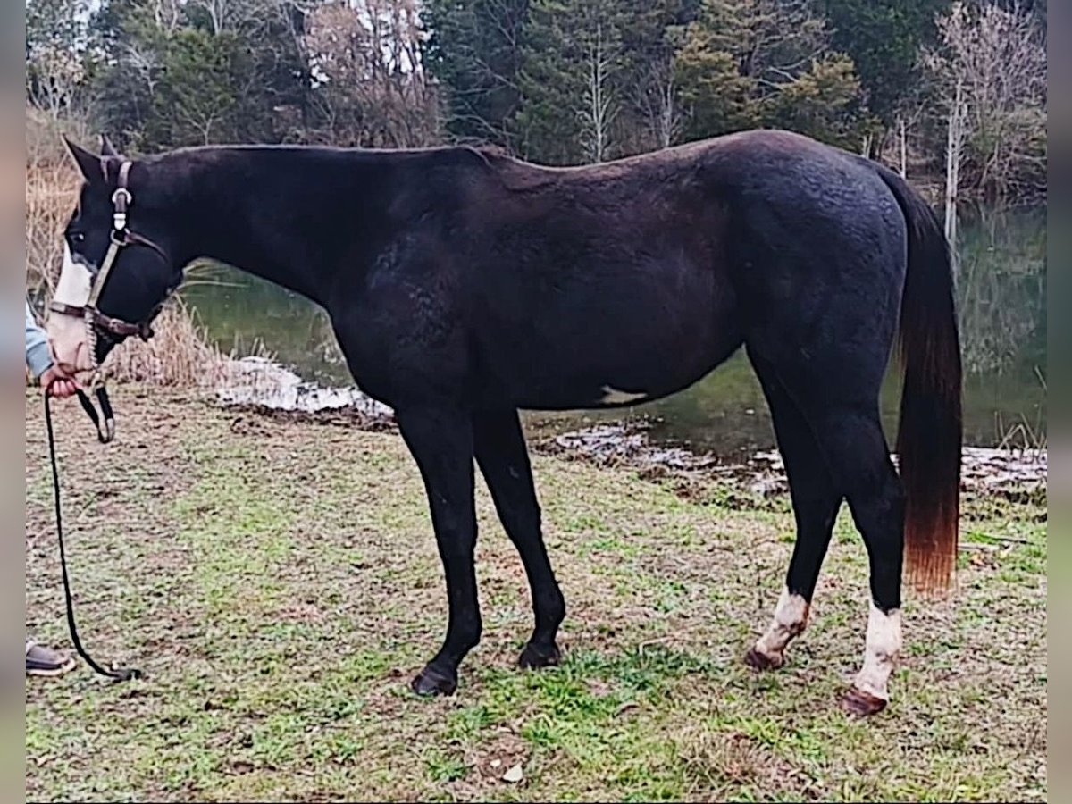 Paint Horse Caballo castrado 2 años 152 cm Negro in Rogersville