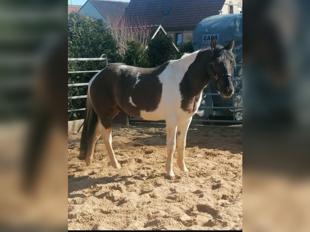 Paint Horse Mestizo Caballo castrado 3 años 145 cm Grullo in Goll
