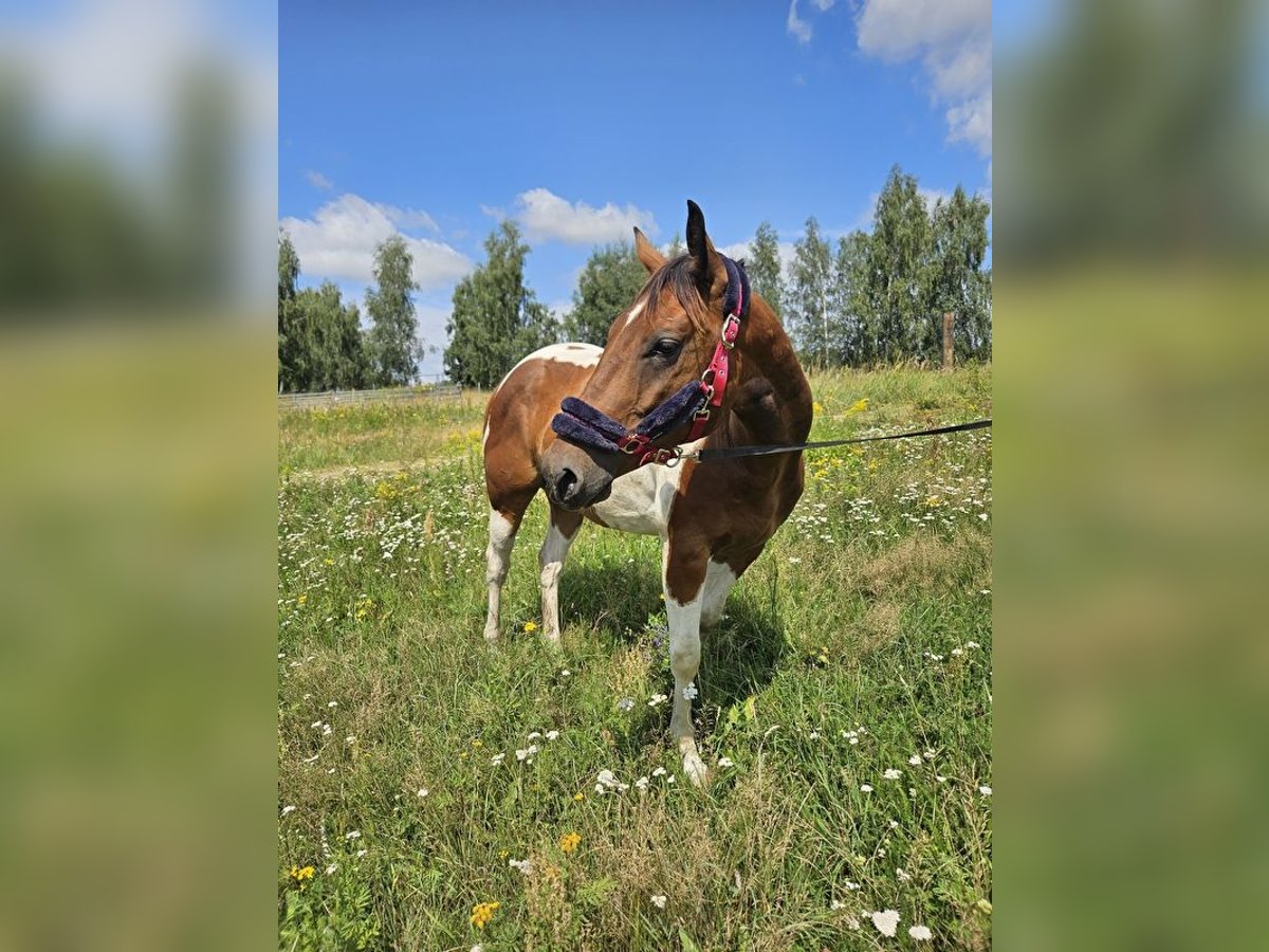 Paint Horse Caballo castrado 3 años 150 cm Pío in Milikowice