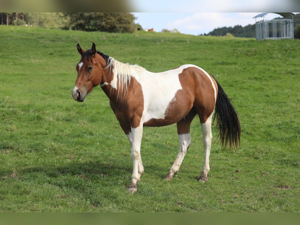 Paint Horse Caballo castrado 3 años 155 cm Pío in Betteldorf