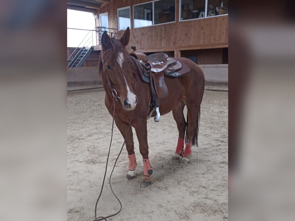 Paint Horse Caballo castrado 4 años 155 cm Alazán in Hochdorf