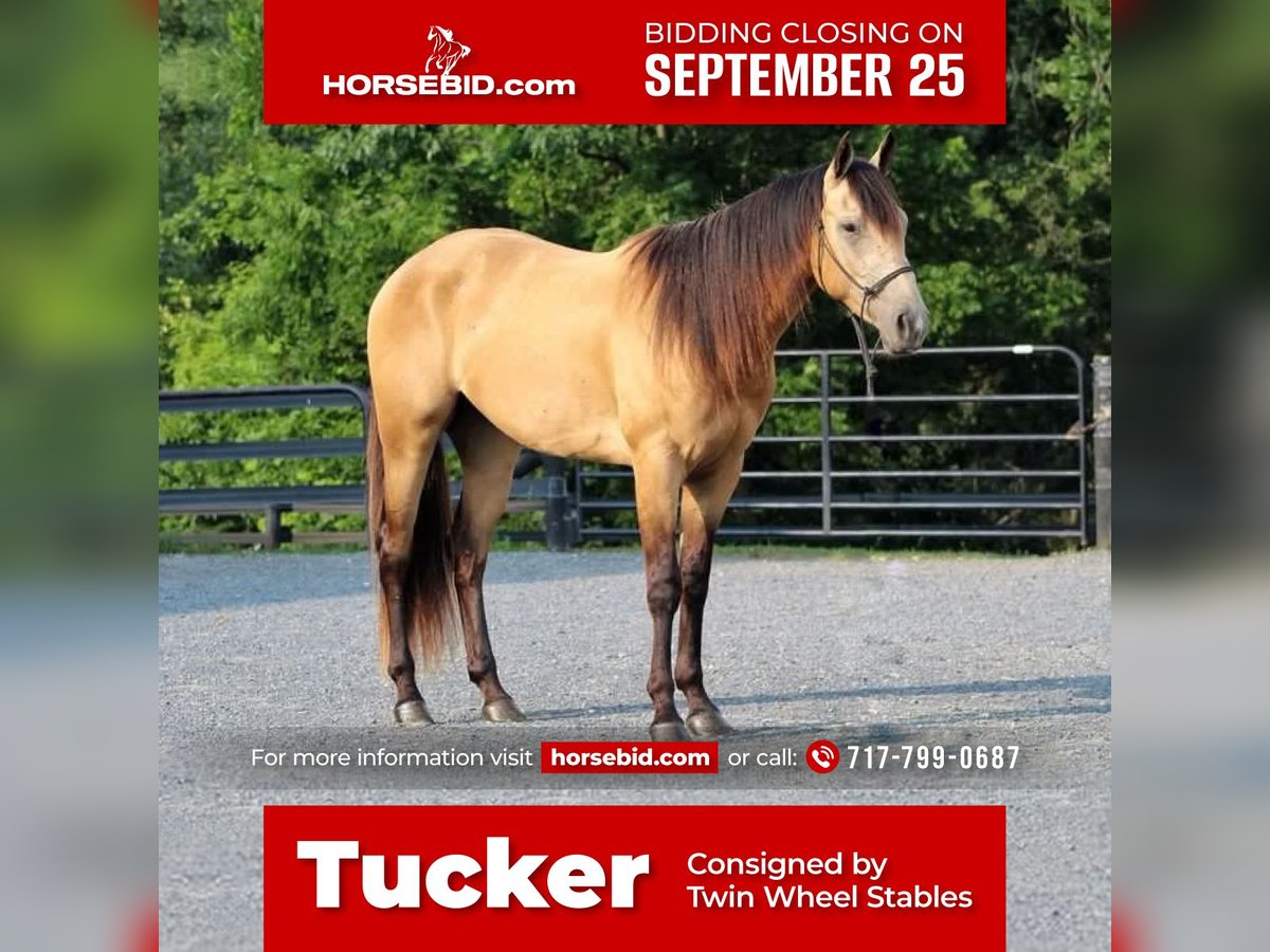 Paint Horse Caballo castrado 4 años 155 cm Buckskin/Bayo in New Holland, PA