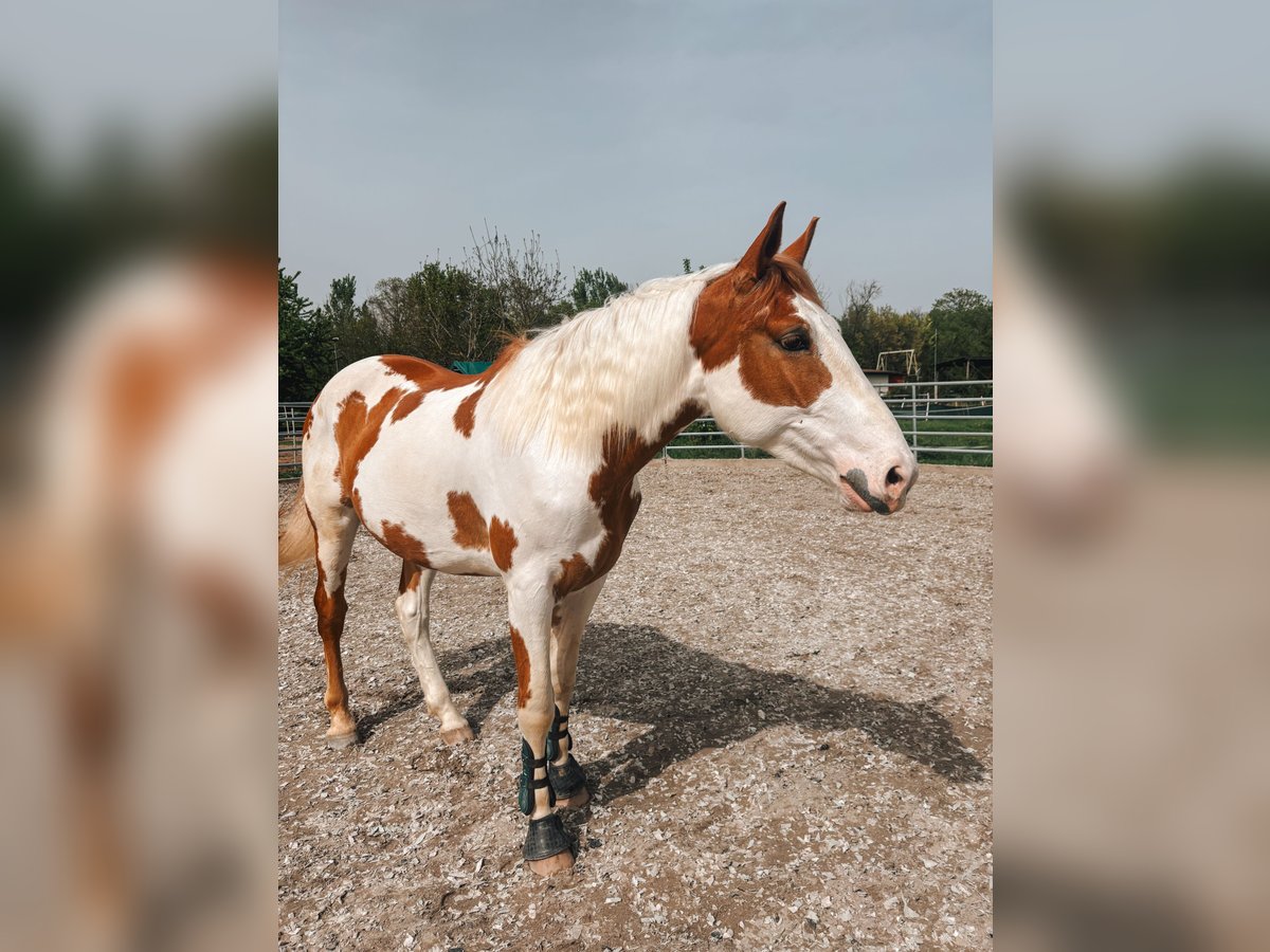 Paint Horse Mestizo Caballo castrado 4 años 164 cm Pío in Laudenbach