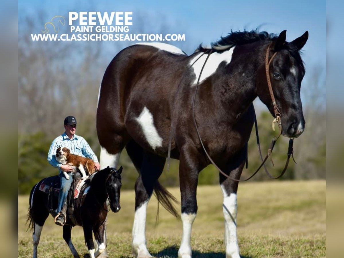 Paint Horse Caballo castrado 5 años 142 cm Tobiano-todas las-capas in Somerset, KY