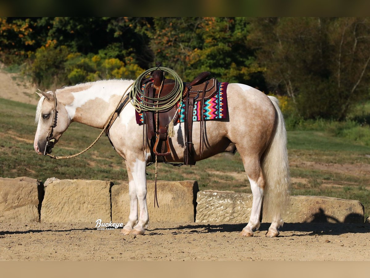 Paint Horse Mestizo Caballo castrado 5 años 145 cm Pío in Millersburg