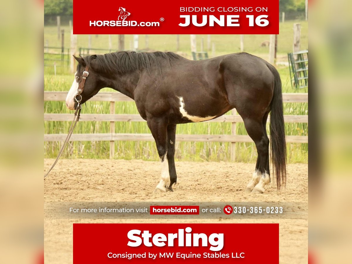 Paint Horse Caballo castrado 5 años 150 cm Overo-todas las-capas in Fresno, OH
